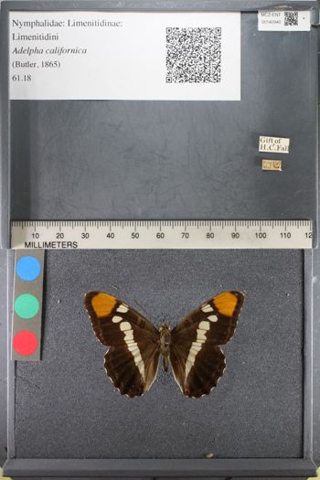 Media type: image;   Entomology 140940